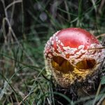 Pilzzeit ist Fotografierzeit – oder?