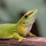Madagaskar-Taggecko
