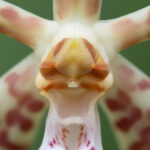 Orchidee