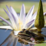 Wasserfrosch vor Seerose