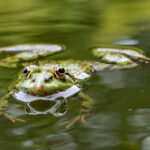 Wasserfrosch