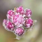 Steinbrechblüte