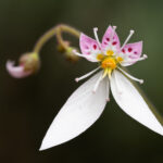 Saxifraga stolonifera